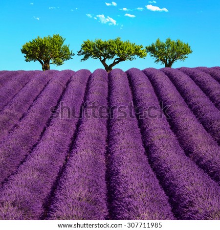 Lavender flowers blooming field and a trees uphill. Valensole, Provence, France, Europe.