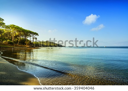 Punta Ala, Pine tree group, beach and sea bay. Tuscany, Italy Europe