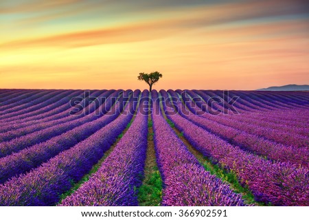 Lavender flowers blooming field, lonely trees uphill on sunset. Valensole, Provence, France, Europe.