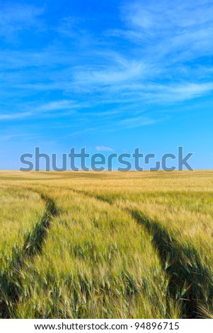 A wheat filed with two curve tracks in a spring day. Tuscany, Italy.