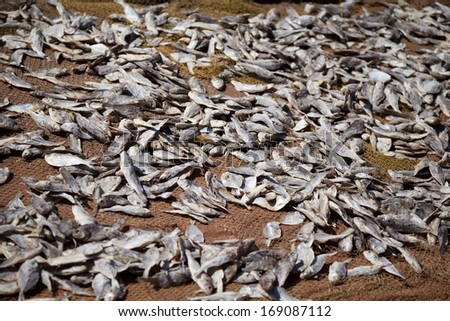 Dry fish on the earth in sunlight