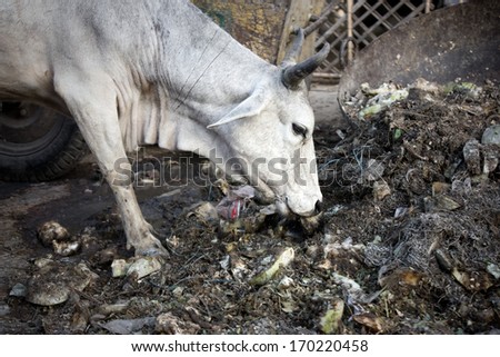 white Indian cow eating garbage