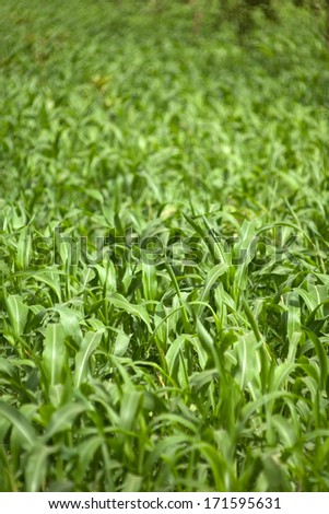 Greenery of big leaf grass in farmland used as natural fertilizer