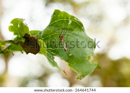 Close up of big size mosquito on a leaf