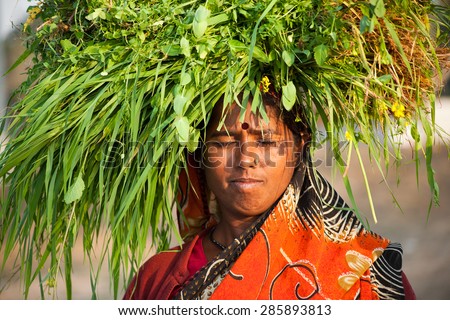 Indian happy village woman carrying green grasses to home for their livestock.