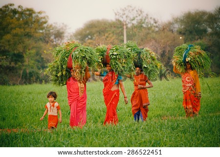 Indian village lifestyle. Indian Village women in colorful sarees working at wheat farmland in sunlight. Lalitpur, Uttar Pradesh (India) on Jan 16 2012.