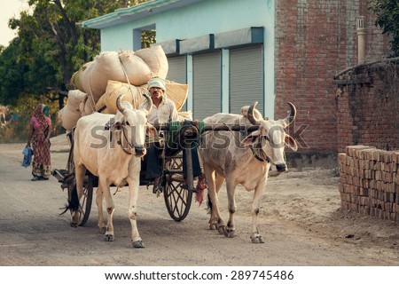 Indian bullock cart or ox cart run by man in village. 25 May 2014, Uttar Pradesh, India.