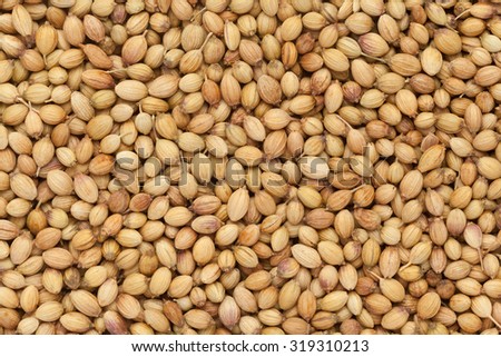 Organic Dried coriander seeds (Coriandrum sativum) closeup background texture.
