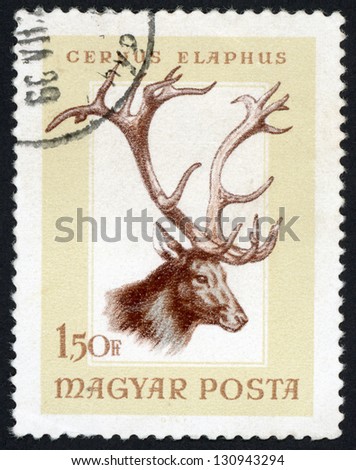 HUNGARY - CIRCA 1966: post stamp printed in Hungary (Magyar) shows red deer (cervus elaphus) from hunting trophies - animals in natural colors series, Scott catalog 1784 A383 1.50fo brown, circa 1966