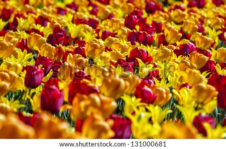 beautiful colored (red, orange, yellow) tulip field Ã¢Â?Â? easter spring background