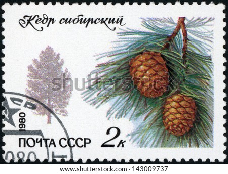 RUSSIA - CIRCA 1980: post stamp printed in USSR (CCCP, soviet union) shows silhouette of Siberian pine and branch with needles and cone, Scott catalog 4871 A2307 2k, circa 1980