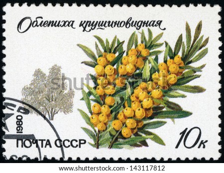 RUSSIA - CIRCA 1980: post stamp printed in USSR (CCCP, soviet union) shows silhouette of sea buckthorn (hippophae rhamnoides) and branch with leaves and fruit, Scott catalog 4874 A2307 10k, circa 1980