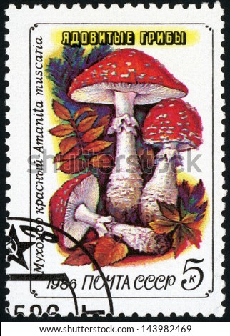RUSSIA - CIRCA 1986: post stamp printed in USSR (CCCP, soviet union) shows image of poisonous fly agaric mushroom (amanita muscaria) from toadstools series, Scott catalog 5455 A2623 5k red, circa 1986