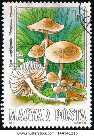 HUNGARY - CIRCA 1984: stamp printed in Hungary (Magyar) shows scotch bonnet or  fairy ring mushroom (marasmius oreades); edible mushroom series, photogravure, engraved, Scott 2874 A759 1fo, circa 1984
