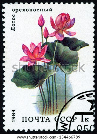 RUSSIA - CIRCA 1984: post stamp printed in USSR (CCCP, soviet union) shows image of lotus from aquatic plants series, Scott catalog 5251 A2509 1k red pink green, circa 1984