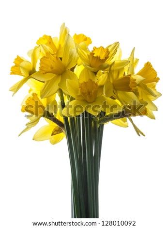 a bouquet of daffodils isolated on white background