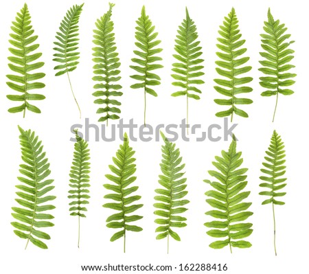 147 Mpx set.  Close up 13 frond leaf fern isolated on white background in macro lens shooting.