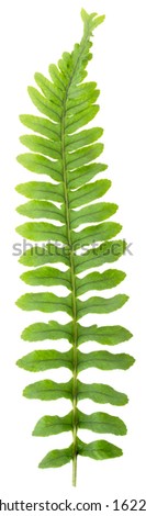 Close up frond leaf fern isolated on white background in macro lens shooting