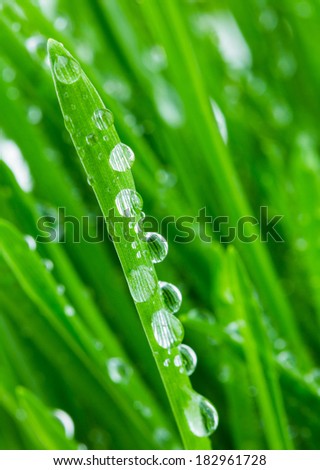 green shoots of spring grass in water drops macro lens shot