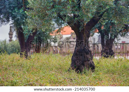 Olive trees near the farm estate. Mediterranean motif.