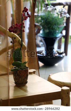 Flowerpot of an orchid in an interior of a gift shop