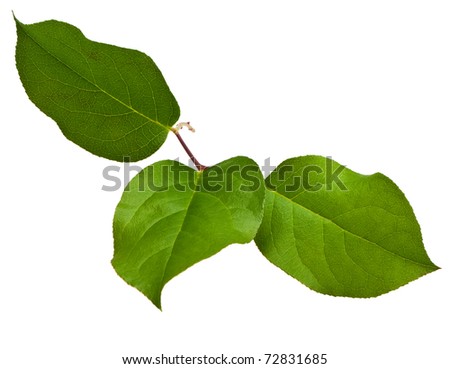 twig leaf