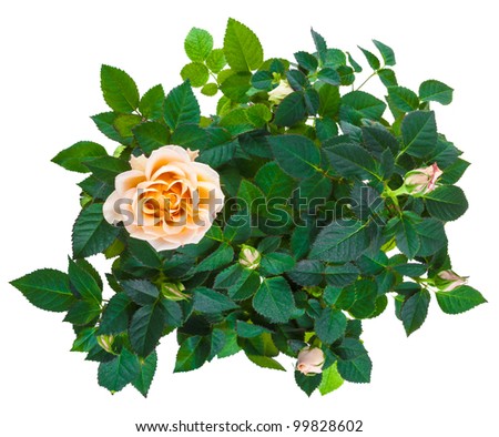 Shrub White Background