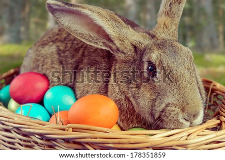 Brown rabbit sits in a basket with colored eggs outdoor, close-up