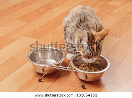 Orange tabby small cat eats from a bowl