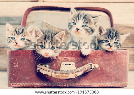 Kittens are sitting in vintage suitcase on a wooden background