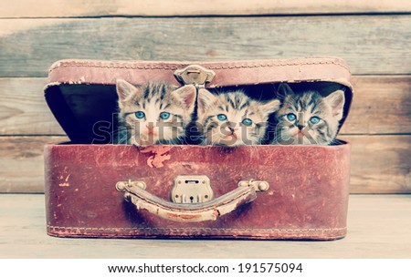 Cute kittens are sitting in vintage suitcase on a wooden background