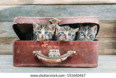Three cute kittens are sitting in vintage suitcase on a wooden background