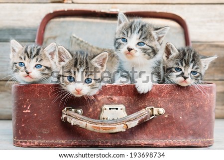 Four kittens are sitting in vintage suitcase on a wooden background