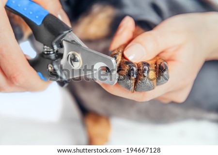 Unrecognizable woman is cutting nails of dog dachshund