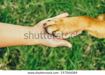 Dog paw and human hand are doing handshake on nature