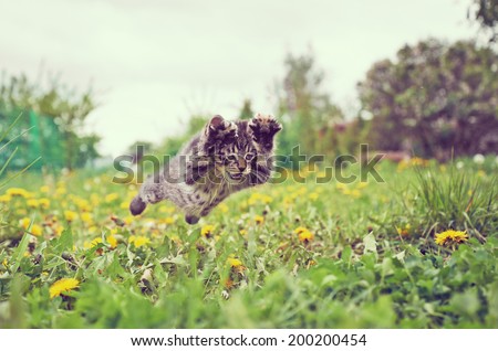 Funny little kitten is jumping on green meadow in summer