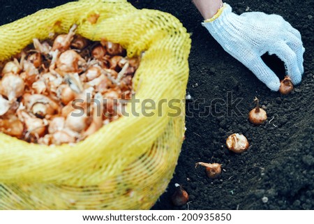 Female gardener is planting onion seedlings in the soil, face is not visible, agriculture