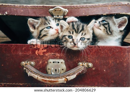 Cute tabby kittens in vintage suitcase on a wooden background