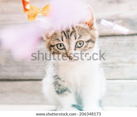 Portrait of cute little kitten among origami bows on wooden background, kitten looking at camera