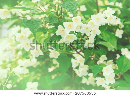 Shrub of white jasmine flowers in summer garden outdoor, flavoring plant