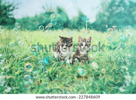 Two cute kittens sitting among soap bubbles on summer grass. Image with vintage instagram filter