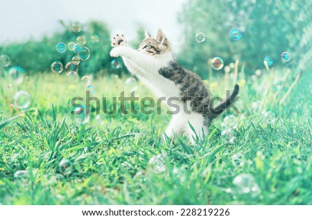 Cute little kitten playing with soap bubbles on summer grass outdoor. Image with vintage instagram filter