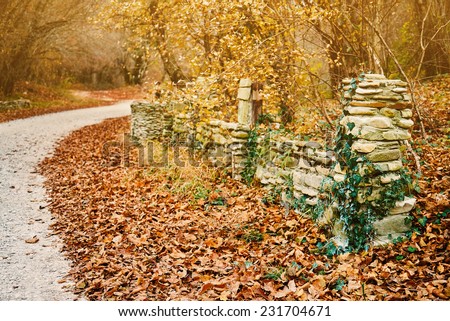 Old stone fence with foliage plants in autumn park