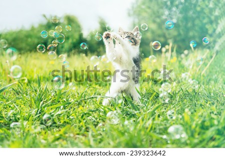 Little kitten playing with soap bubbles on summer meadow. Image with vintage instagram filter