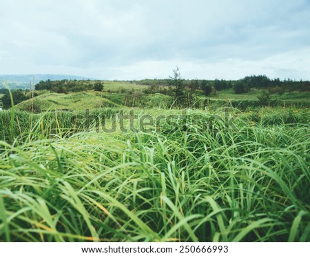 Landscape of summer nature at cloudy weather, green high grass and trees