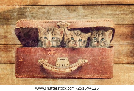 Cute kittens are sitting in vintage suitcase on a wooden background. Vintage image