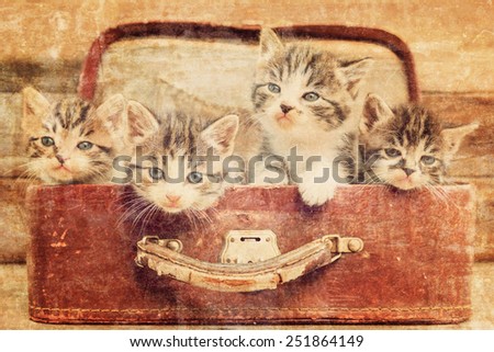 Kittens are sitting in vintage suitcase on a wooden background. Vintage image