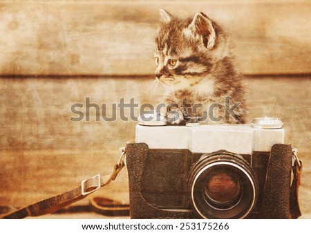 Curiosity little kitten with old photo camera on wooden background. Vintage image