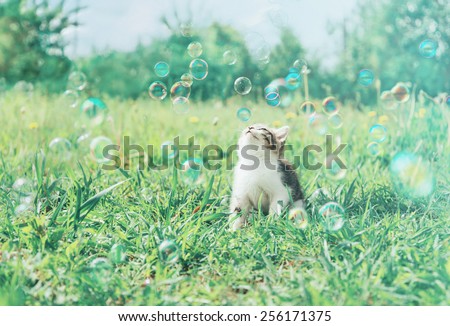 Little kitten looks on soap bubbles on summer green meadow. Image with vintage instagram filter