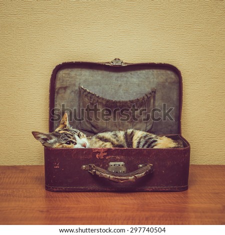 Cat of tortoiseshell color lying in a vintage small suitcase indoor